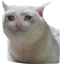 meow Discord sticker from PABLO’S CIRCLE.