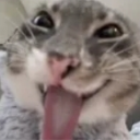 666226cat custom emote from DTN