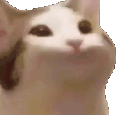 popcat animated Discord emote from 𝕸𝖆𝖕𝖕𝖎𝖓𝖌 𝕶𝖎𝖓𝖌𝖉𝖔𝖒