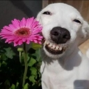 A white dog with a wide, toothy grin standing next to a bright pink gerbera daisy.