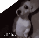 shy_dog custom emote from BDRP I Border Roleplay