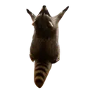 Raccoon_hail custom emote - Sachsen Treff | .gg/Sachsen