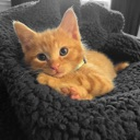 Ginger kitten resting comfortably in a soft dark gray bed.