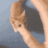 CatHugAnim animated GIF emoji | offqtz
