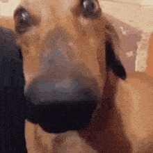 DogLookingSussyAndCute animated emote | DM Request ¹⁸⁺  📪 ⌇ Adult Only  ⌇ sᴘʀᴇᴀᴅ Love ⌇  Non Toxic  ⌇Connection  ⌇ 𝓷𝓸𝓷  Dating