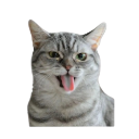 catbleeh Discord sticker from Chi on air