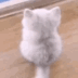 wiggletailcat animated Discord emote from 𝕋𝕙𝕖 ℂ𝕠𝕫𝕪 ℂ𝕠𝕝𝕝𝕖𝕔𝕥𝕚𝕧𝕖