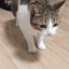catfalling animated GIF emoji | asya's server