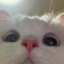 peep Discord Emoji | 𝔗𝔥𝔢 𝚨𝖇𝖘𝖚𝖗𝖉𝖎𝖘𝖙𝖘 ™