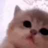 luna animated GIF emoji from Lemniscate Network