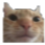 Cat face in an extreme close-up staring intensely with a deadpan expression.