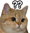 A ginger cat with wide eyes and a confused expression with two white question marks floating above its head.