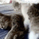 CatCuddle animated emote | Heart.exe