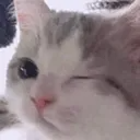 CatWink Discord Emoji - DM Request 📪 ⌇ Ask To DM & Chatting ⌇ Non Dating ⌇ Social ⌇ Friendly ⌇ Nitro ⌇Non Toxic