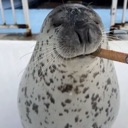 A spotted seal with its eyes closed and a cigar in its mouth looking smug.