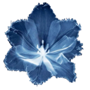 flower custom emote - ┃.............┃ • ┃ ☆ ┃ • ┃.............┃