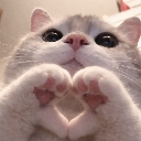emoji_1 Discord Emoji - ⁺‧₊˚ ཐི⋆Cαƚiρυηєяαѕ✧˚⋆ཋྀ ˚₊‧⁺