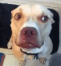 nieeee animated GIF emoji from ℙ𝕆ℤ𝔸 𝕂𝕆ℕ𝕋ℝ𝕆𝕃𝔸̨