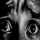 fear custom emote from Autism Mansion