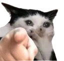 catsob custom emote | Dadscord | Active VC Discord • SFW • Anime • Chill • Social • Emojis • VC • Active Voice Chat