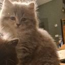 cat Discord Emoji - BDRP I Border Roleplay