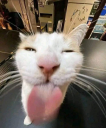Gato Discord Emoji | Heart.exe
