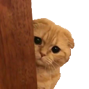 A ginger Scottish Fold kitten peeking around a wooden corner with large, curious eyes.