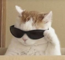 cat_basedtabby Discord Emoji | Bitplay