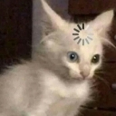 A fluffy white kitten looking blankly with a digital loading spinner icon on its forehead.