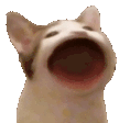 8772_popcat animated Discord emote from Justhe_SafeHouse