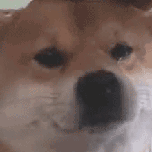 DogeSad animated emote from Vortex Gaming