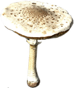 macrolepiotamush Discord Emoji - [NÉMÉSIS]-|PVE|PVAI|-Deerisle-|[FRANCOPHONE||FR|