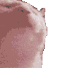 catvibe animated emote - Extinction of the Exaverse