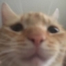 SadCat Discord Emoji | ChillResort🌴 ‘ social ‘ gws ‘ vcs ‘ nitro 🍹