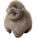 fatfuckindawg custom emote from 🔥𝐂𝐢𝐭𝐲 𝐨𝐟 𝐁𝐫𝐚𝐬𝐬🔥