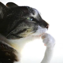 Cat with a thoughtful expression resting its chin on its paw.