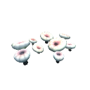 A small cluster of white mushrooms with pink centers growing together.