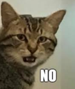 Tabby cat looking unimpressed with the word NO written in white text below.