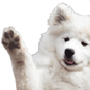 Samoyed puppy waving its paw in a friendly greeting.