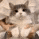 A blurry gray and white cat looking surprised with wide eyes.