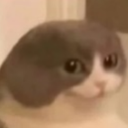 U_TomaCat Discord Emoji | 弘道老人基金會