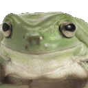 frogno animated emote - Nocturnal 18