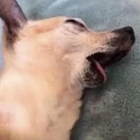 DeadDoggo Discord sticker from The Final Third