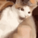 DE_catbite animated Discord emote from Trophy's Paradise
