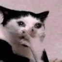 Sadcat custom emote | Động Ếch Của Nhi Elly