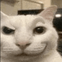Cat with a wide, mischievous smirk and one raised eyebrow looking directly at the camera.