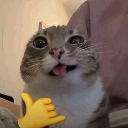 A cat with wide eyes and an open mouth making a shaka hand gesture.