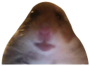Hamster with a distorted, wide-angle face staring directly forward with a blank expression.