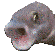 FR_pogfish animated emote | Friends 18+ Sfw | Adults-only • active-chat • Mature • Friendly • Gaming • Lgbtq+ • Hangout