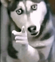 dogesh_tugya Discord sticker | RK'S HOMETOWN